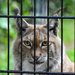 European lynx