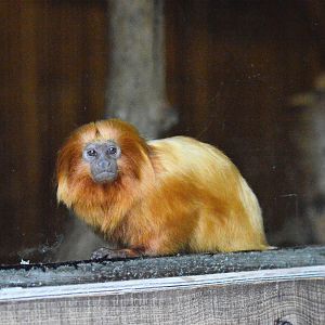 Golden lion tamarin