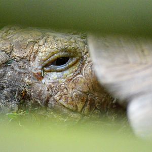 African spurred tortoise