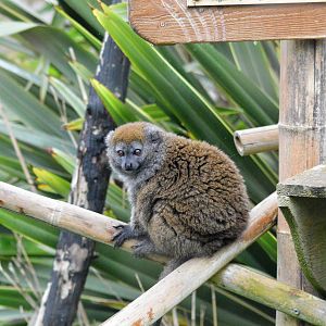 Gentle lemur