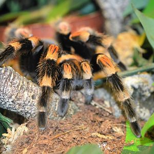 Red knee tarantula