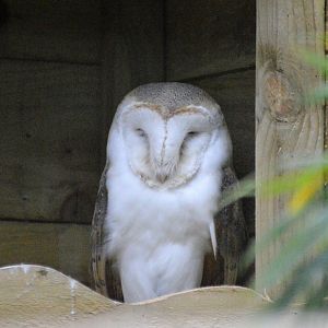 Barn owl