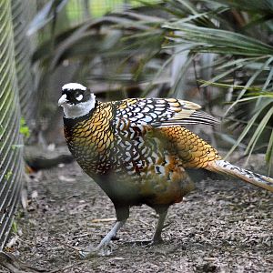 Reeve's pheasant
