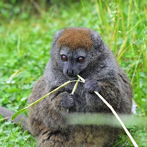 Gentle lemur