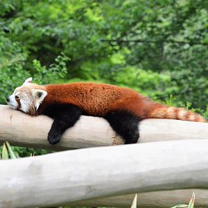 Red panda