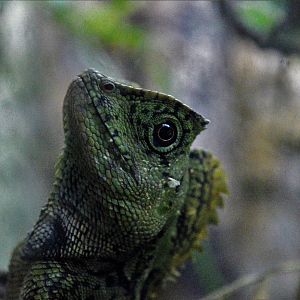 Chameleon forest dragon