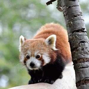 Red panda
