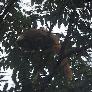 Fazenda Bacury- Black-Fronted Titi2