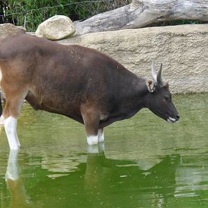 Young Male Banteng