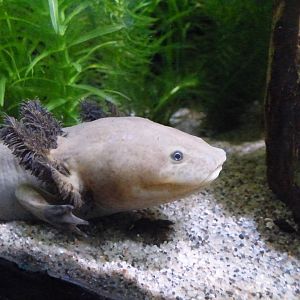 Lake Pàtzcuaro Salamander