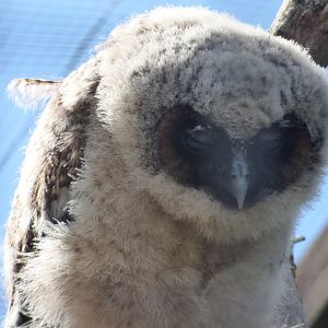 Brown Wood Owl Chick