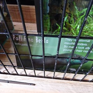 Betta Pallfina Signage