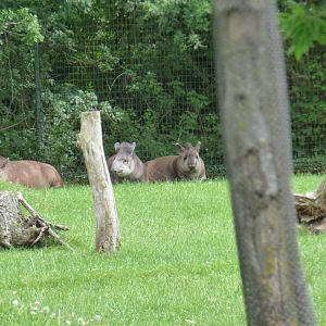 Brazillian Tapir Family