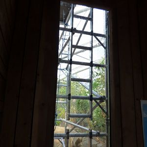 Sumatran Orangutan Construction Work