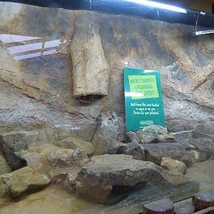 Former Parsons Chameleon Vivarium