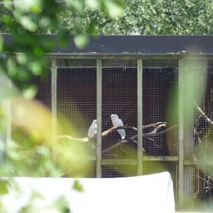 Off-Show Phillipene Cockatoo