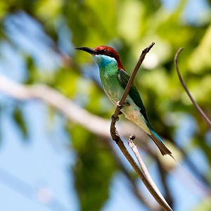 Blue-throated Bee-eater