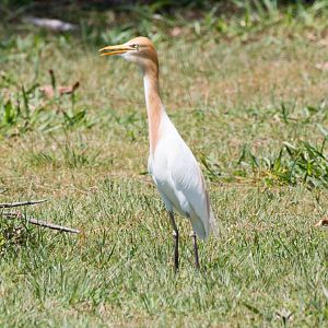 Cattle Egret