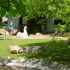 South American mammals