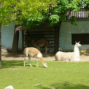 Domestic llama, Guanaco and Vicugna