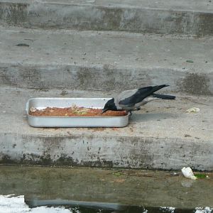 Hooded crow