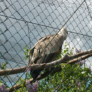Griffon vulture