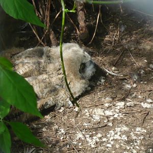 Eurasian eagle-owl chick