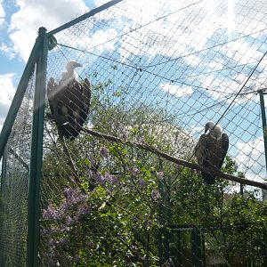 Griffon vultures