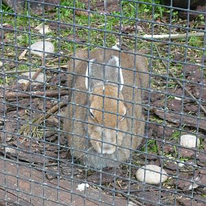Mountain hare