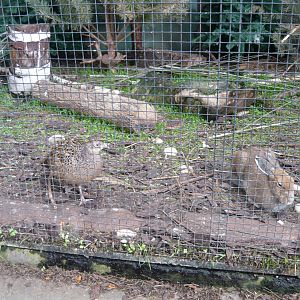 Female Common pheasant and Mountain hare