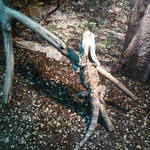Frilled lizard (Chlamydosaurus kingii)