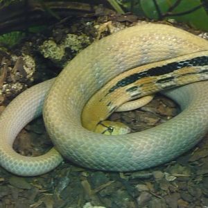 Radiated ratsnake (Coelognathus radiata)