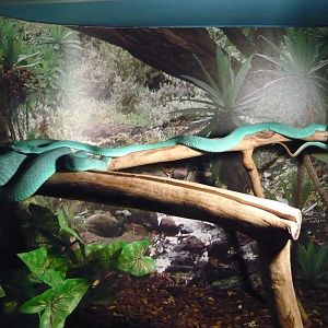 Komodo blue pitviper (Trimeresurus insularis)