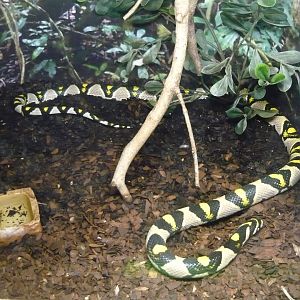 Mandarin ratsnake (Euprepiophis mandarinus)