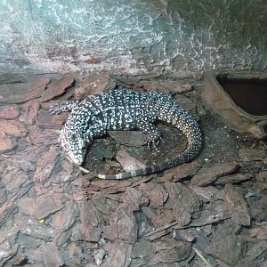 Argentine black and white tegu (Salvator merianae)