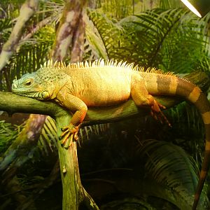 Green iguana (Iguana iguana)