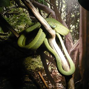 Green cat snake (Boiga cyanea)