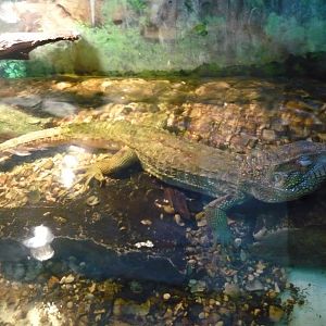 Northern caiman lizard (Dracaena guianensis)