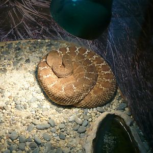Red diamond rattlesnake (Crotalus ruber)