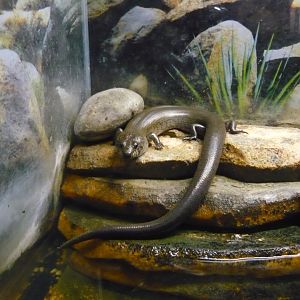 Madagascar giant water skink (Amphiglossus reticulatus)