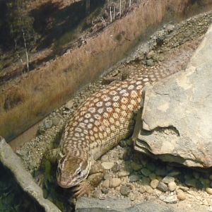 Spiny-tailed monitor (Varanus acanthurus)