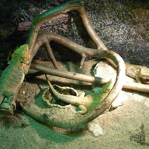 Bearded dragons (Pogona vitticeps)