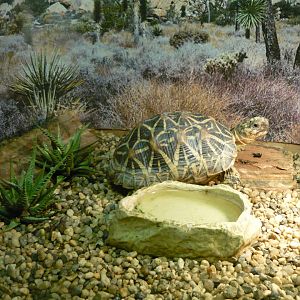 Indian star tortoise (Geochelone elegans)