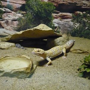 Leopard geckos (Eublepharis macularius)