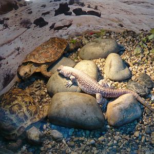 Pancake tortoises (Malacochersus tornieri) and Desert iguana (Dipsosaurus dorsalis)