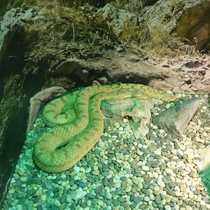 Persian horned vipers (Pseudocerastes persicus)