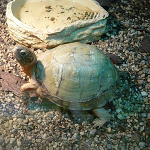 Three-toed box turtle (Terrapene carolina triunguis)