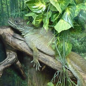 Philippine sailfin lizard (Hydrosaurus pustulatus)