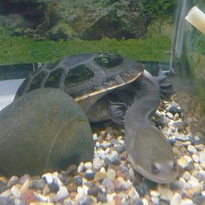 Siebenrock's snake-necked turtle (Chelodina siebenrocki)