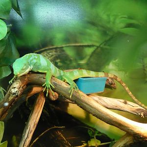 Fiji banded iguana (Brachylophus fasciatus)